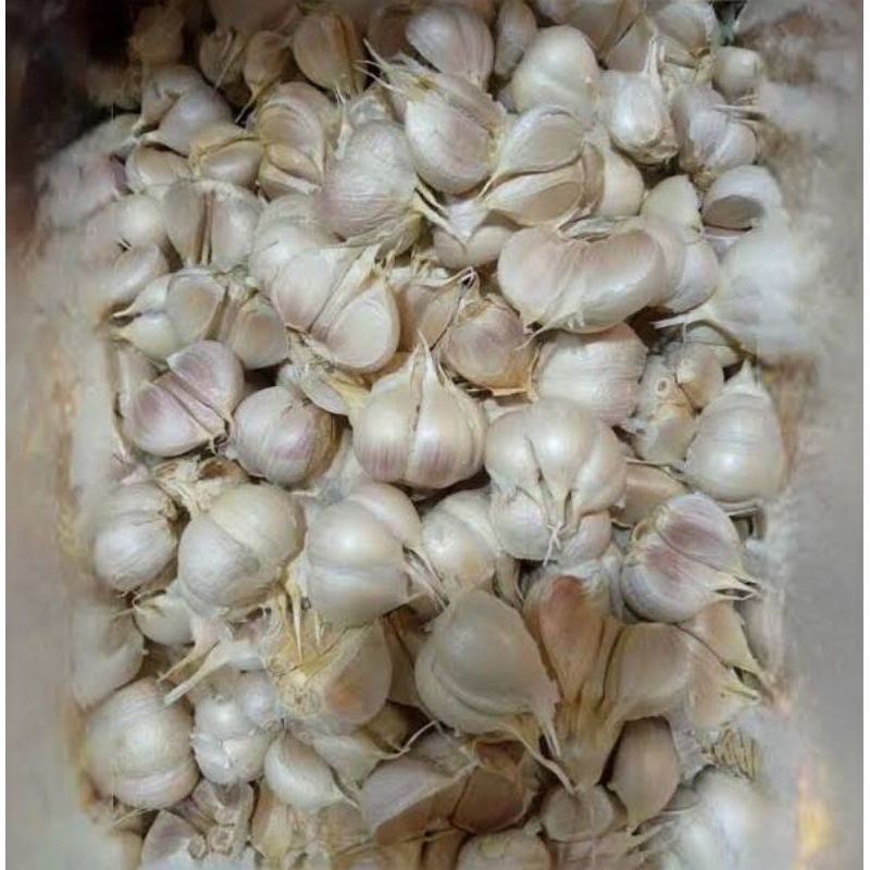 

Bawang putih kating