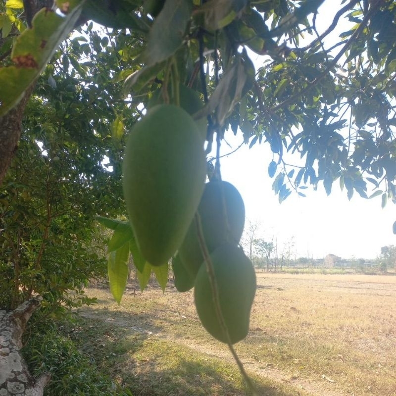 

mangga muda fresh langsung petik