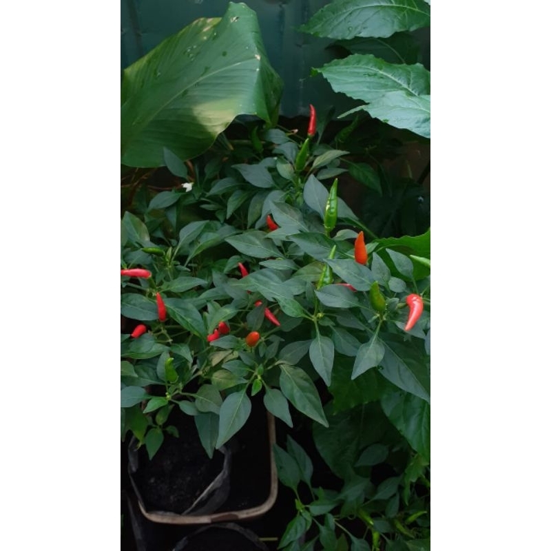 benih / biji cabe rawit / lombok merawit