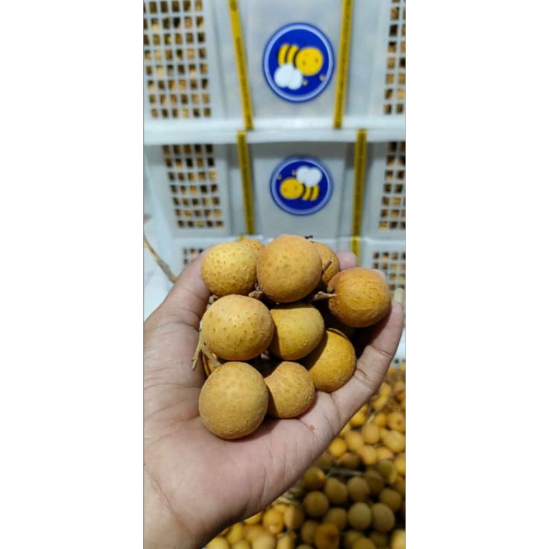 

Buah Kelengkeng Biru cap Tawon Gemoi dan fresh 250gram