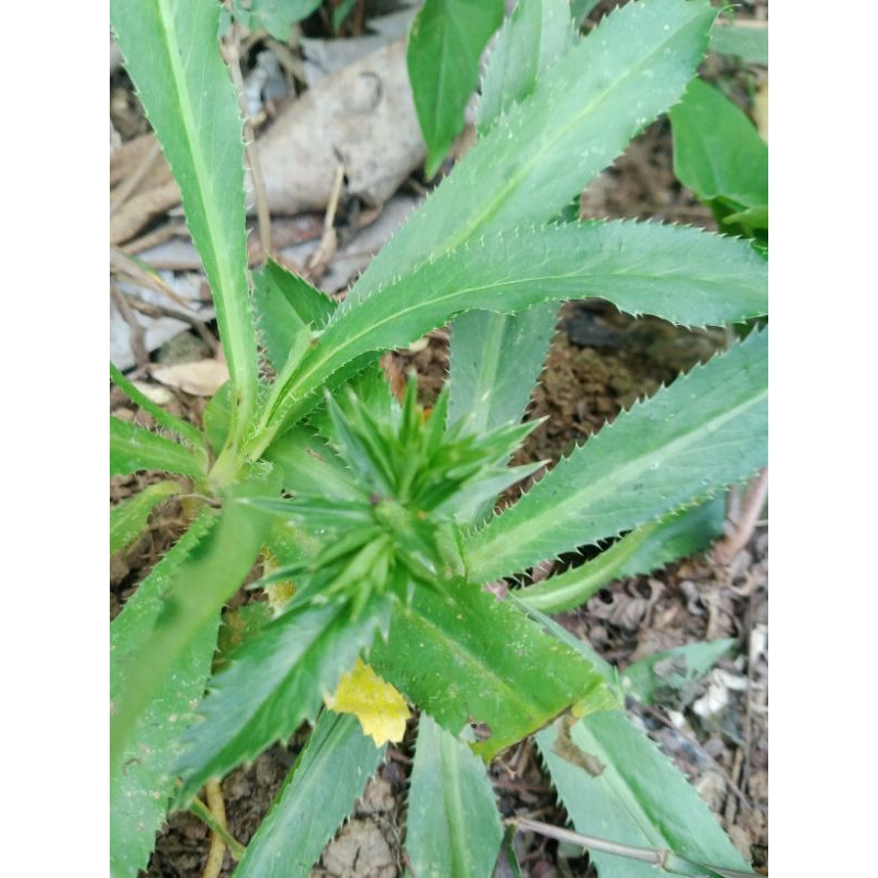 Walang Sangit Walang Geni 1kg