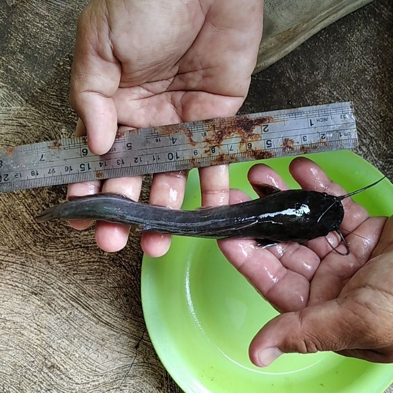 Bibit ikan lele ukuran 17-18cm