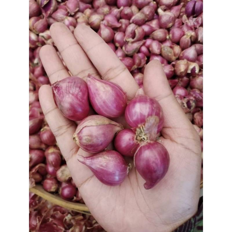 

BAWANG MERAH PROBOLINGGO CAMPURAN SEDANG KECIL 1KG