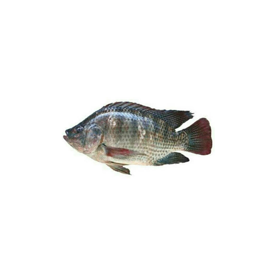 

Ikan Nila Fresh - 500 Gram