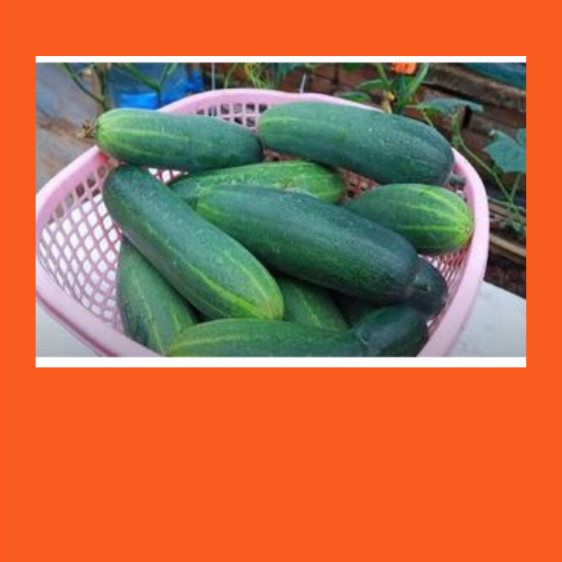 

Timun Segar Timun Lokal Timun Lalap Timun Fresh Mentimun Ketimun Murah