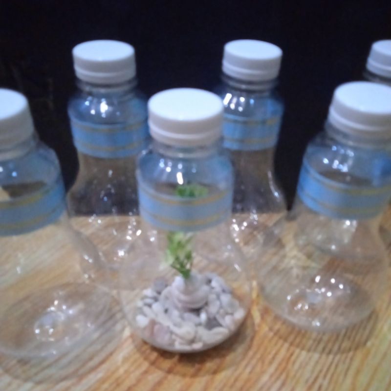 Aquarium Cupang Bohlam Sudah Ada Tanaman Hiasnya