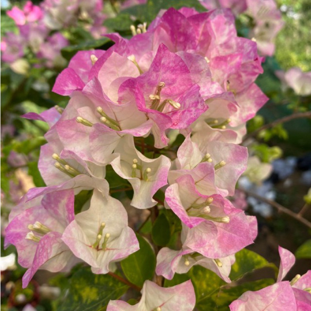 Bougenville Begawan Solo (bibit) bugenvil bengawan solo bibit hidup bugenvil bengawan solo