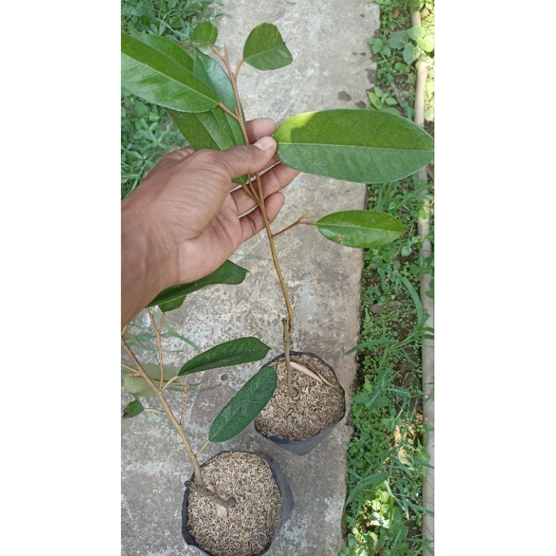 bibit durian super tembaga asli