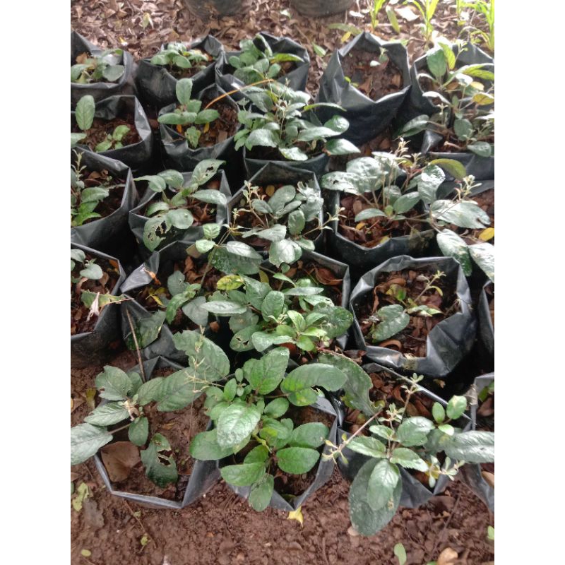 Daun Gempur Batu Obat Batu Ginjal