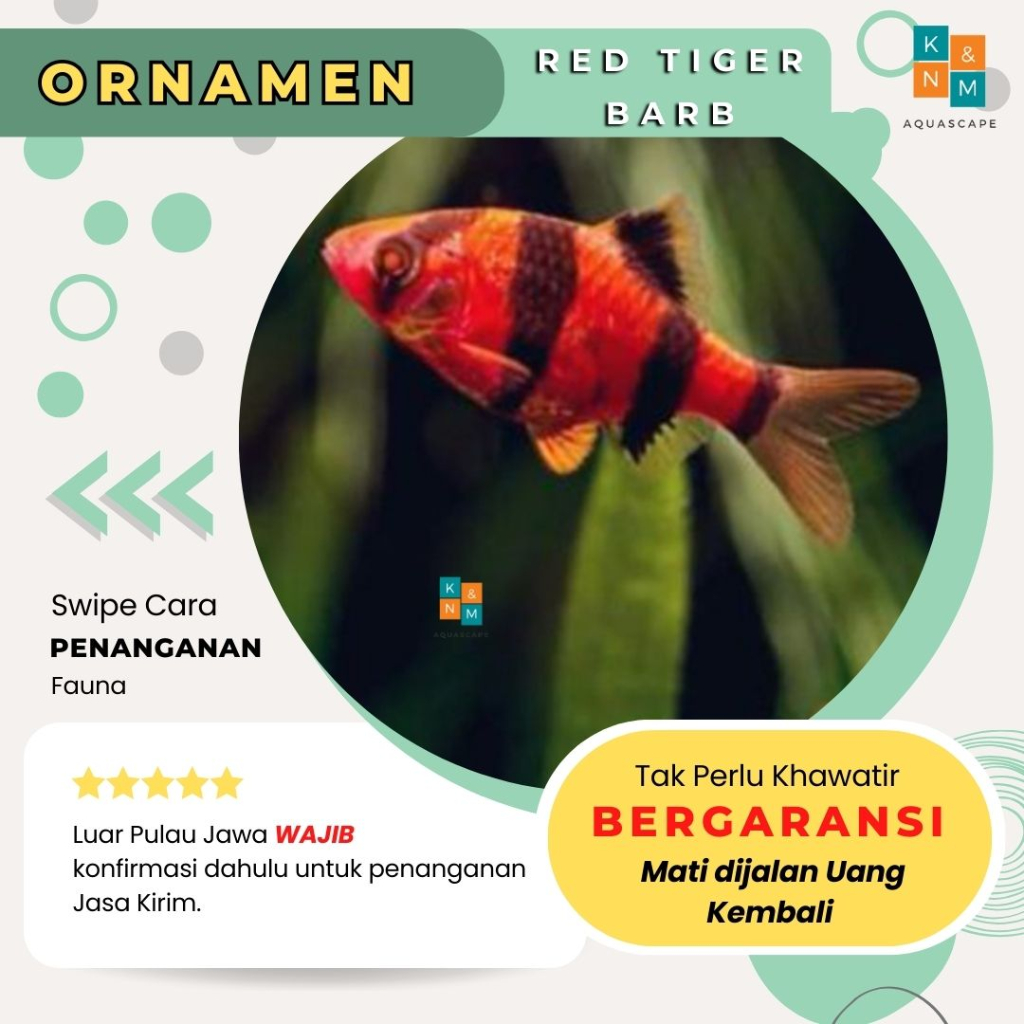 Red Tiger Barb Ornamen Ikan Hias Plastik Air Tawar Aquarium Aquascape Akuarium