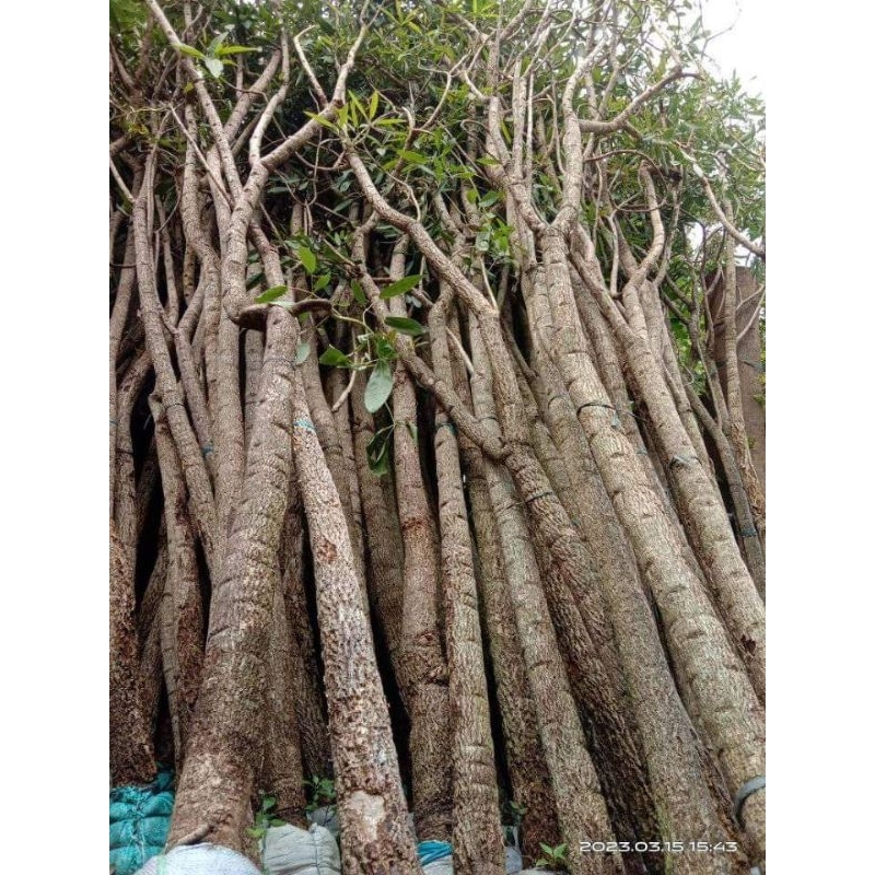 pohon tabebuya super besar tinggi 3-4meter bunga kuning