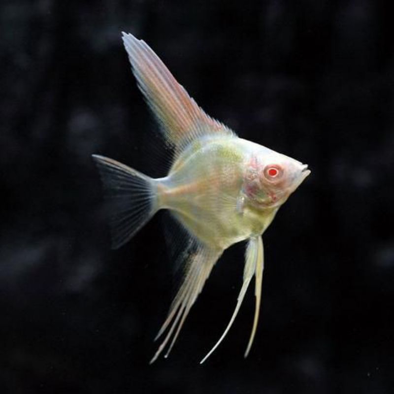 MANFISH RED EYE ALBINO | Ikan Hias Aquascape