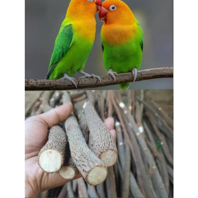 Ranting kayu asam/ pijakan kaki burung / ranting pohon asem