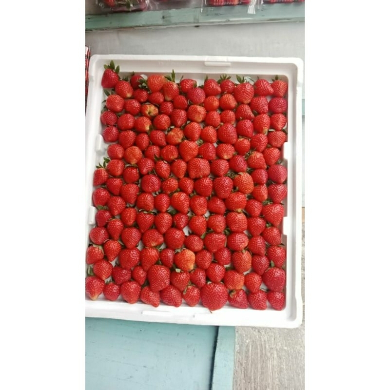 

stobery strawberry ciwidey