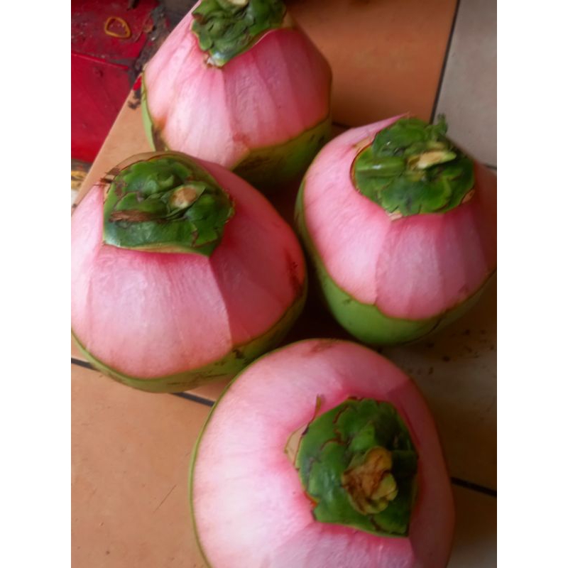 

KELAPA IJO/KELAPA OBAT(size sedang)