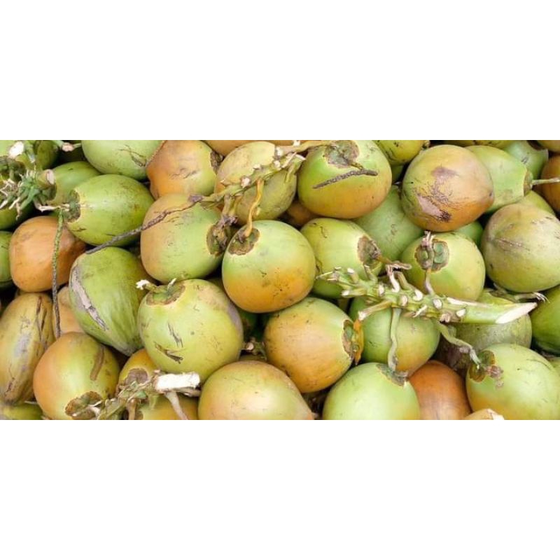

KELAPA MUDA BUNGKUS