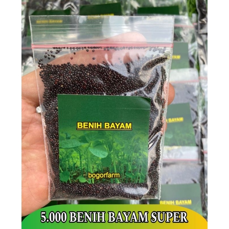 BENIH BAYAM SUPER 5.000 BENIH | SAYUR BAYAM | 100% BAYAM SUPER