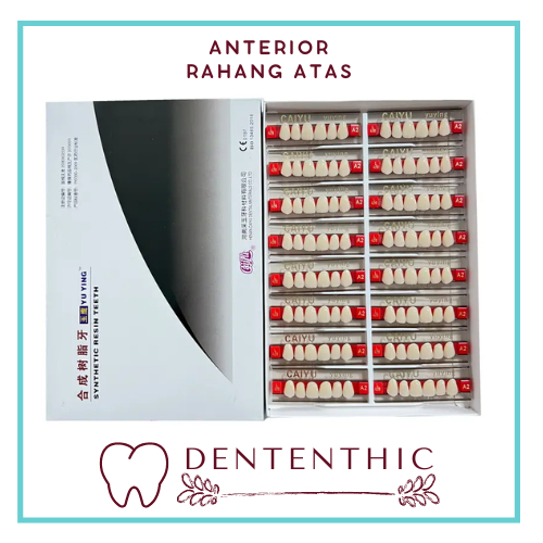 Gigi Palsu Depan Atas / Gigi Palsu Acrylic Caiyu / Synthethic resin teeth