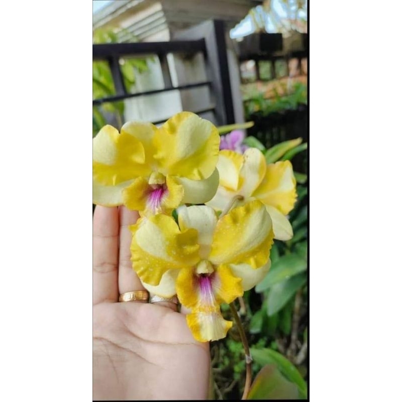 dendrobium king dragon