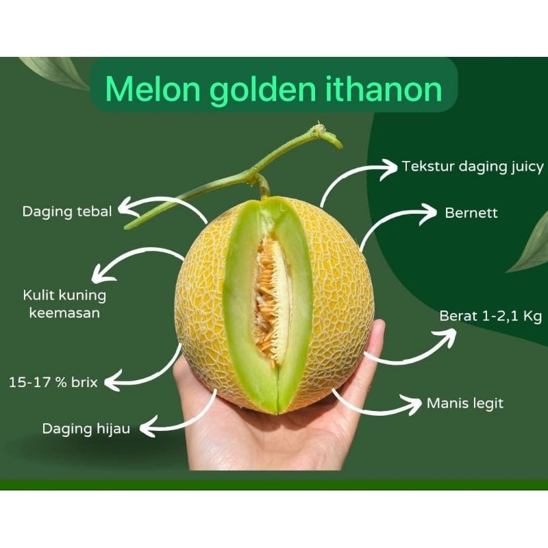 

melon emerald inthanon|melon emerald|melon premium|buah melon|nuri fruits|buah segar|buah segar bandung|buah|golden ithanon