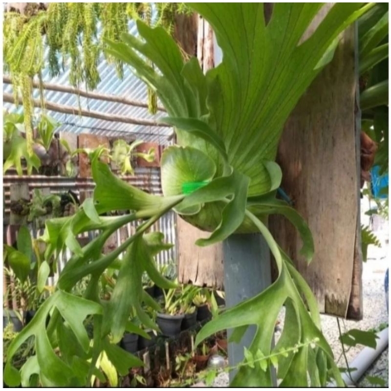 WANDAE KADAKA CORONARIUM BERTANDUK RUSA