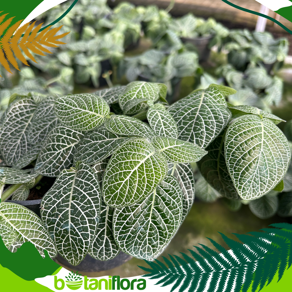 Fitonia | Tanaman hias fittonia | Fittonia hijau