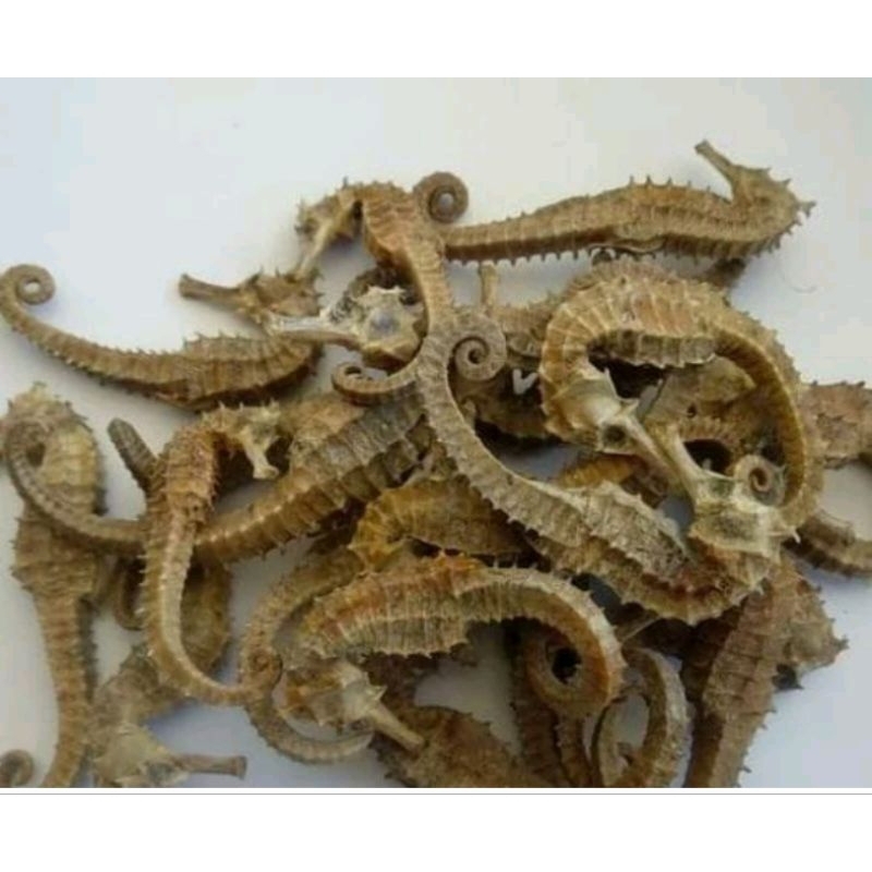 

kuda laut kering 10 bijii