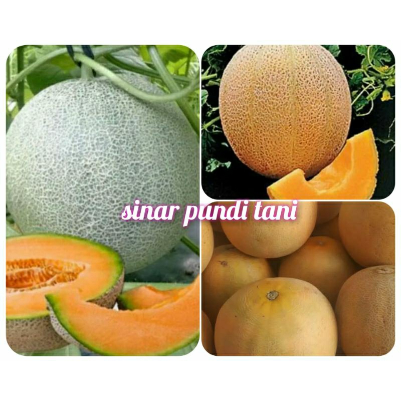 BIJI BENIH MELON MADU DAGING KUNING - ISI -10 BUTIR