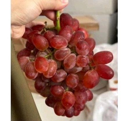 

Anggur Red Crimson Manis tanpa biji