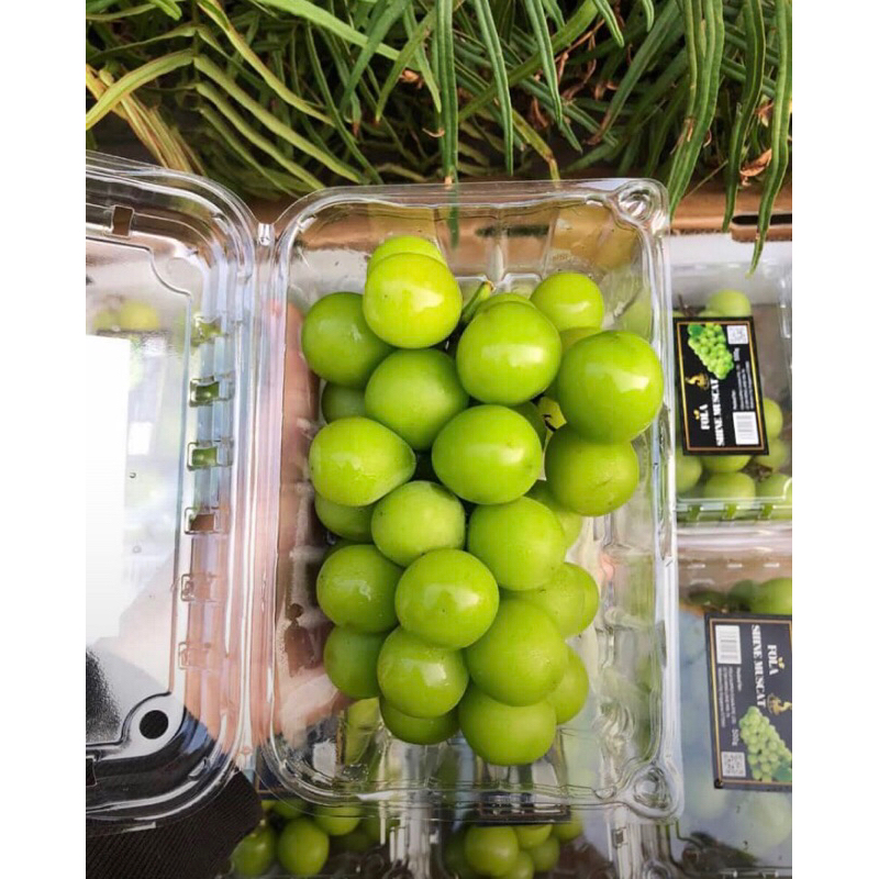 

anggur shine muscat pack 500gr