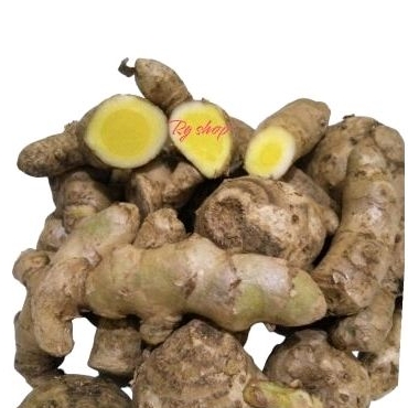 

kunyit mangga atau temu mangga segar 1 kg