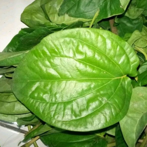 

Daun sirih segar fresh.isi 50 Lembar