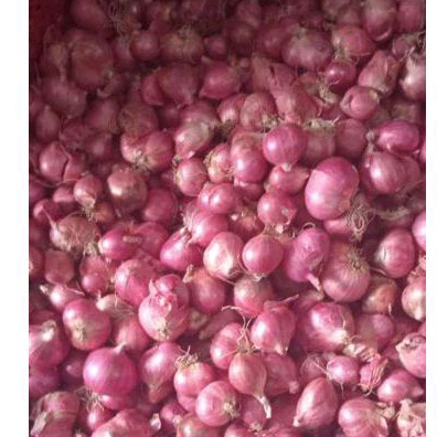 

brambang besar/1kg