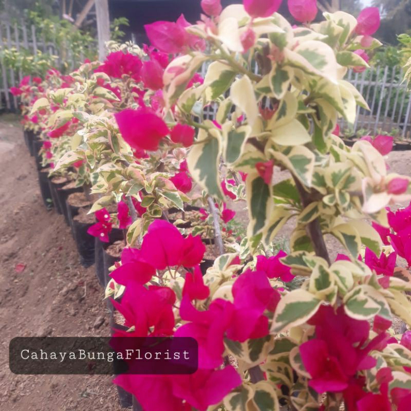 Bunga Bougenville Variegata Merah - Tanaman Hias Bougenville Merah Variegata