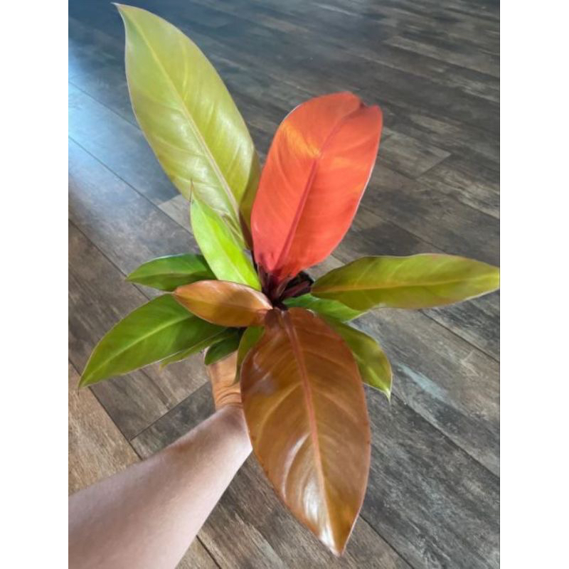 Philodendron Orange Juice