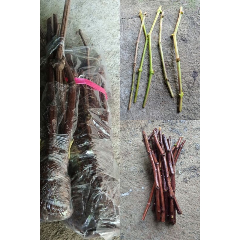 PAKET ENTRES ANGGUR IMPORT DAN BEBERAPA RS IMPORT