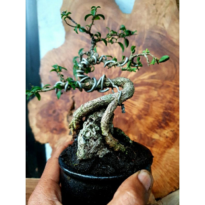 bonsai sakura