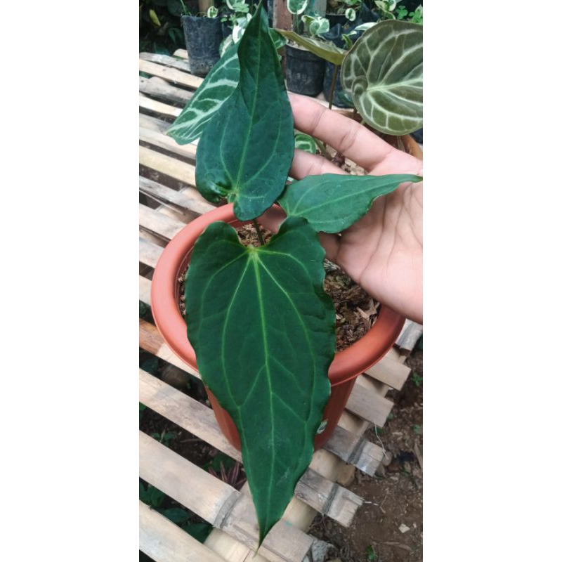 anthurium papilaminum x fortilae