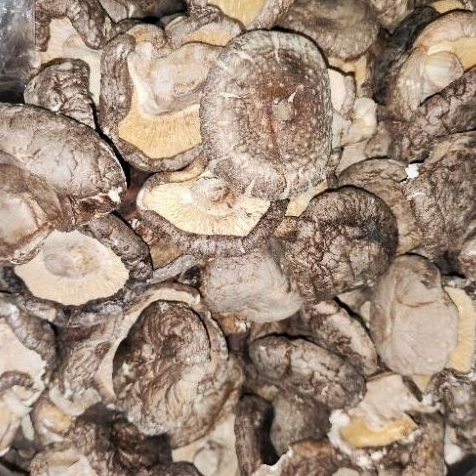 

Jamur Shitake Kering 100gr - Jamur Hioko - Dried Shitake Mushroom