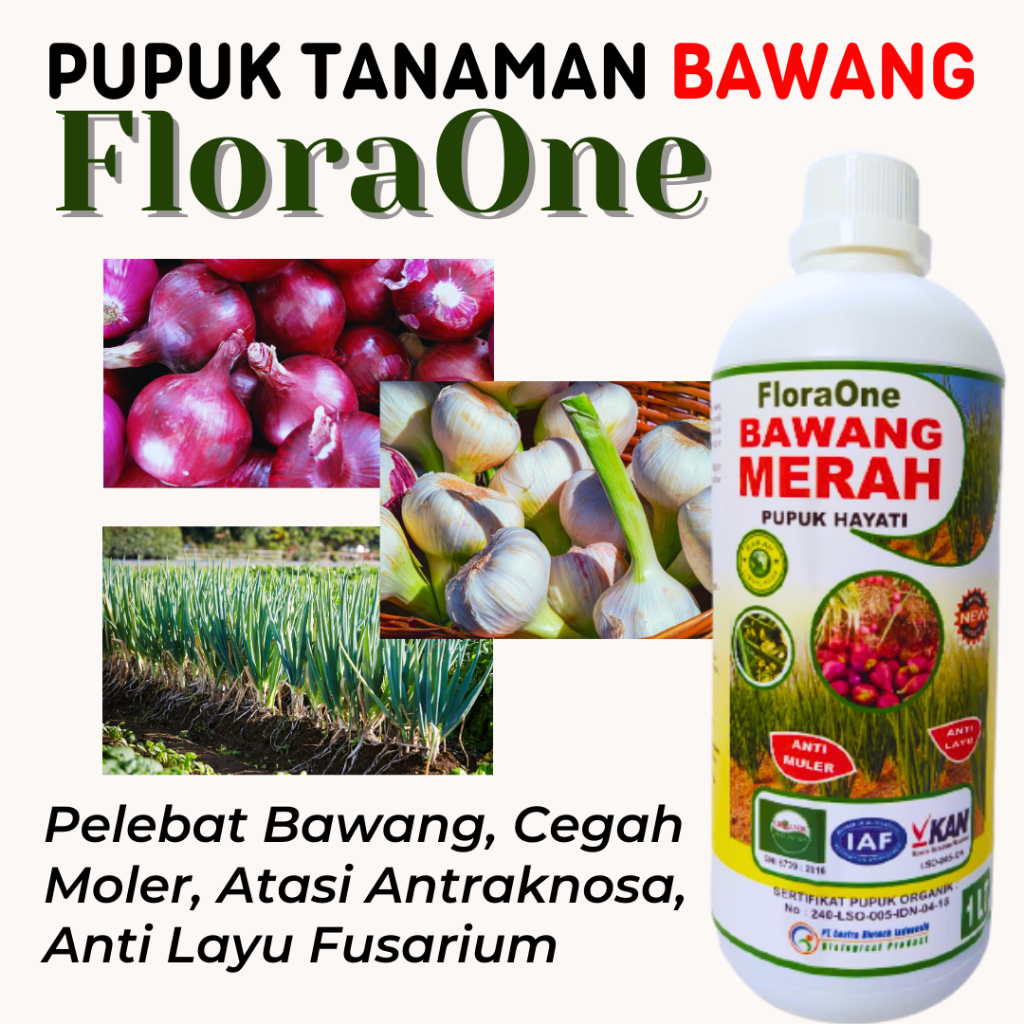 Obat Bawang Merah Penguat Daun, Pupuk Dasar Bawang Merah Yang Bagus