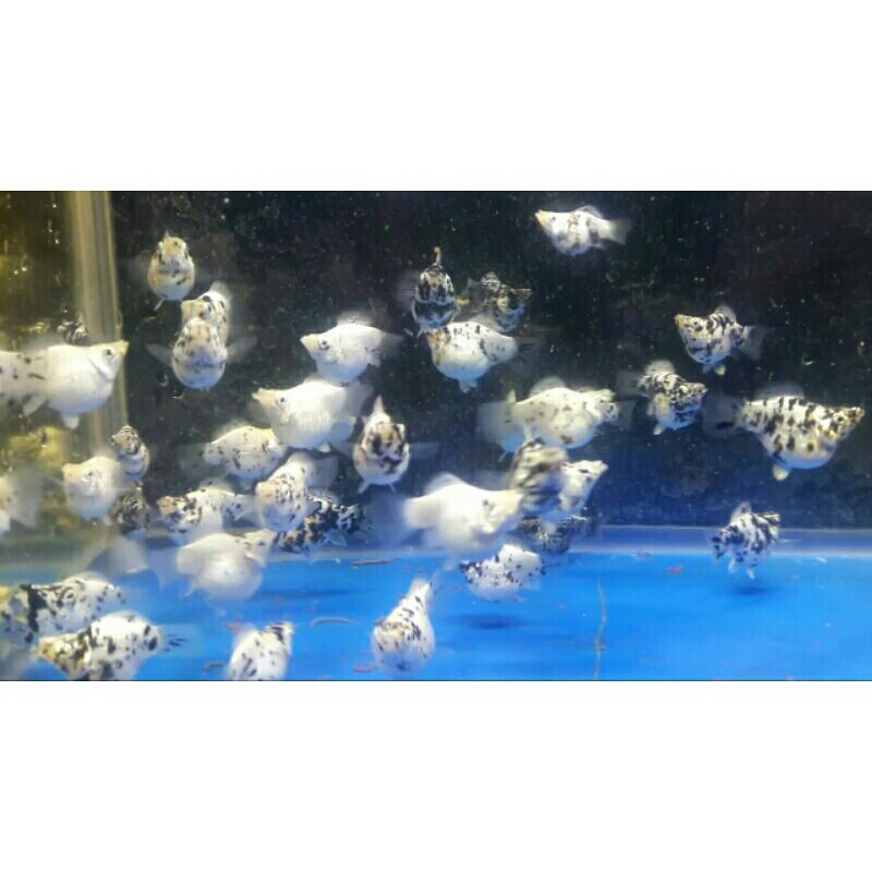 

ikan moly balon marble