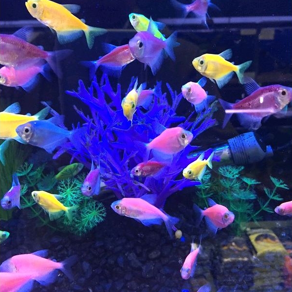glowfish tetra isi 15 ekor paket murah warna lengkap garansi aman