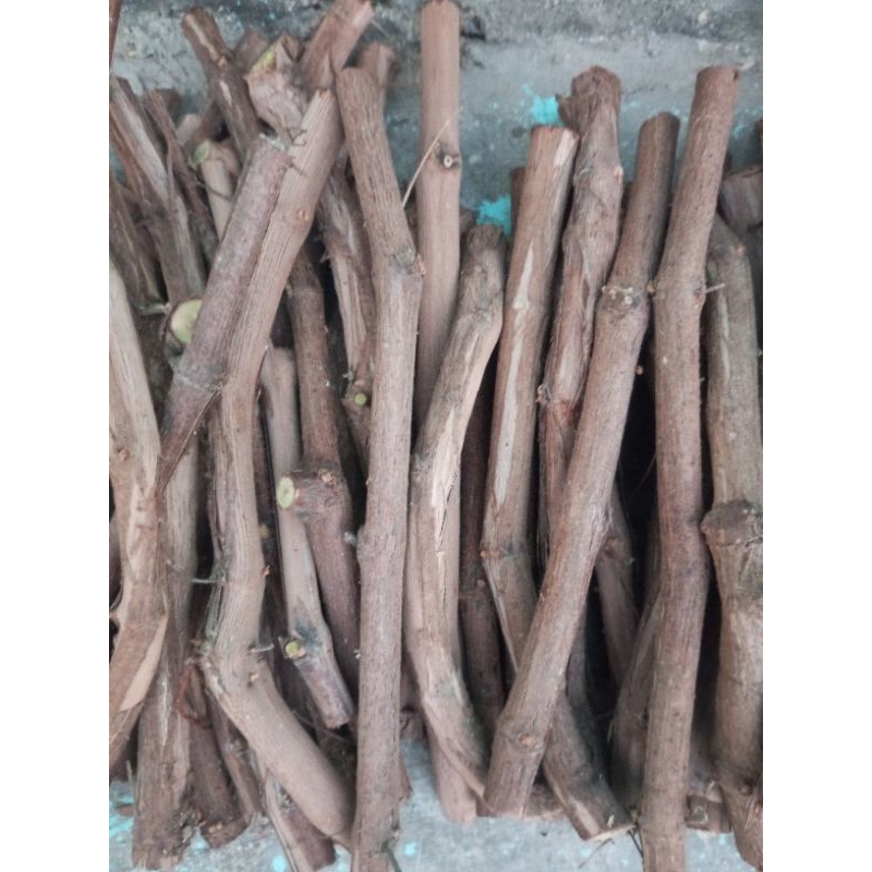 Cutting Anggur Criola negara (CN)