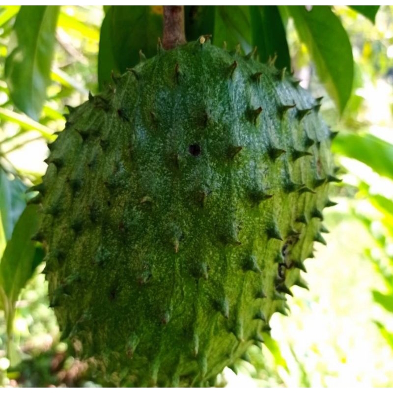 

buah sirsak|perbutir setengah matang