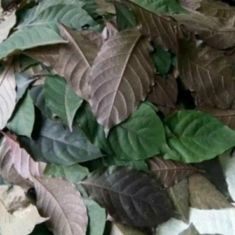 

DAUN UNGU/HANDELEUM OBAT WAISR 250GRAM