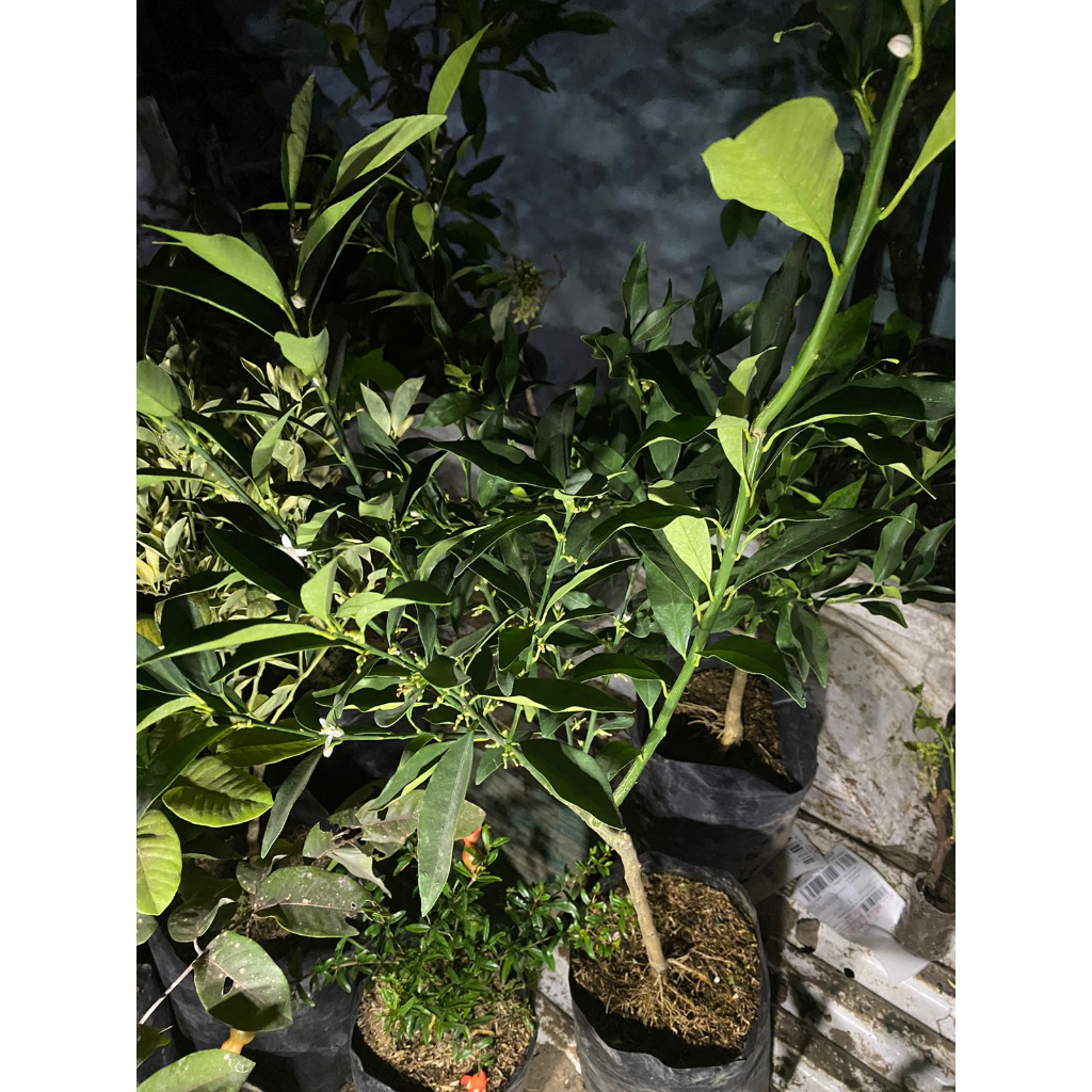 Jeruk kimkit kondisi berbuah