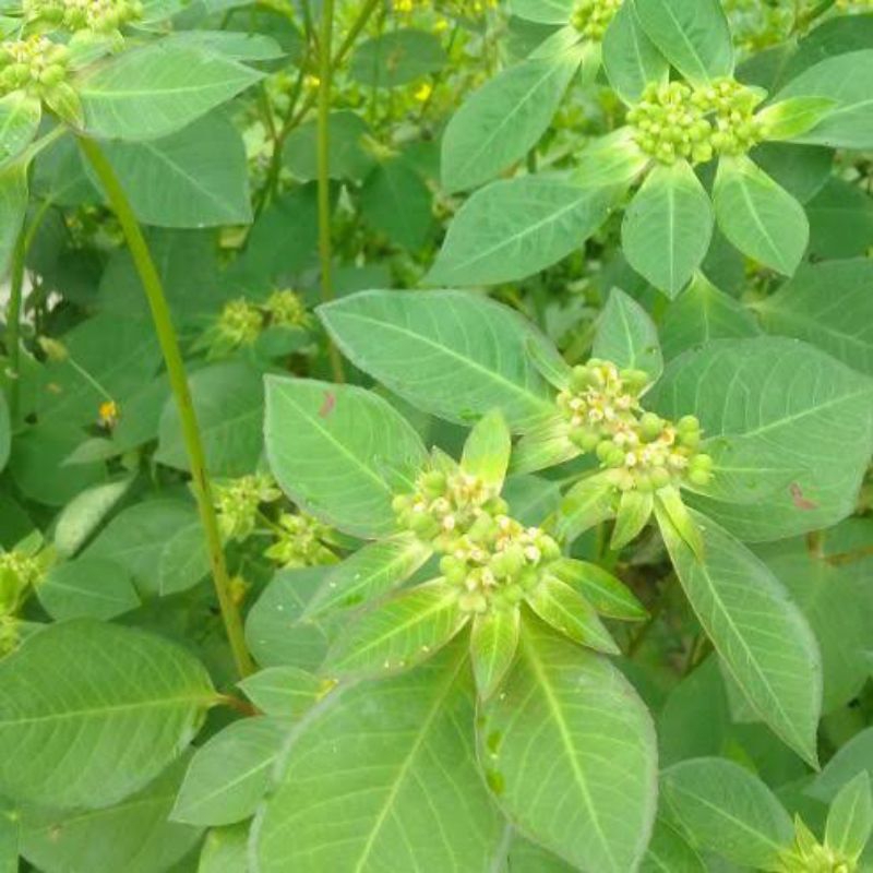 

jual daun Senna segar obat diet alami paling ampuh 500grm