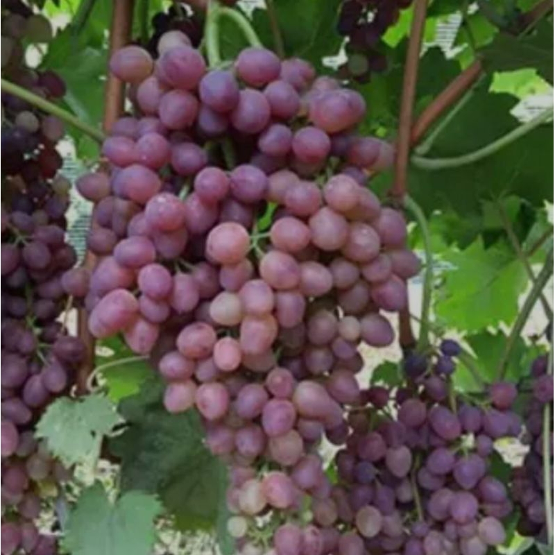 Bibit Anggur Import Berbunga jenis Jupiter