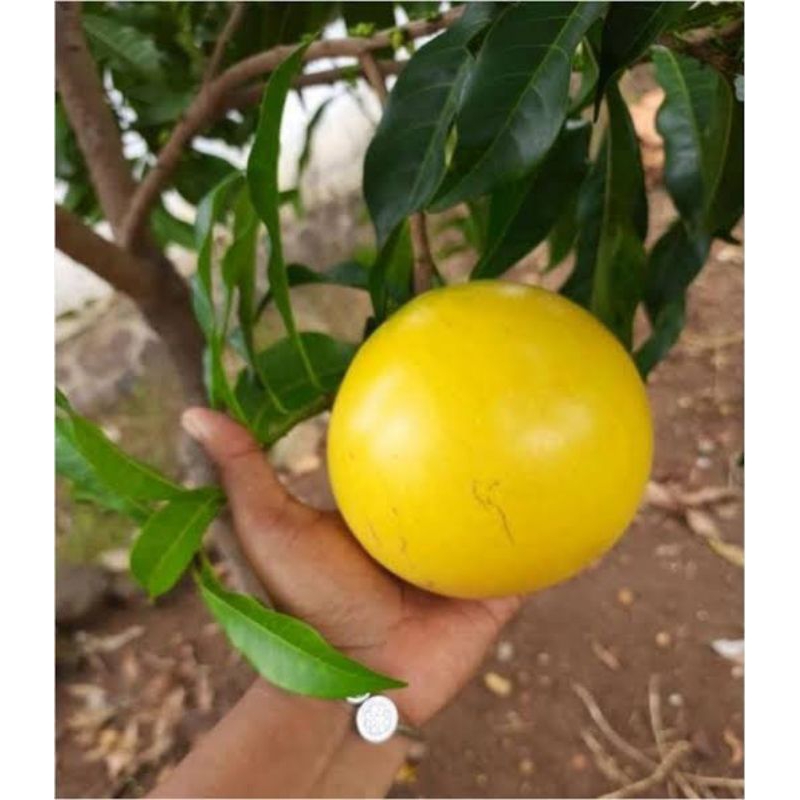 BIBIT SAWO ABIU JUMBO SAMBUNG (CEPAT BERBUAH)