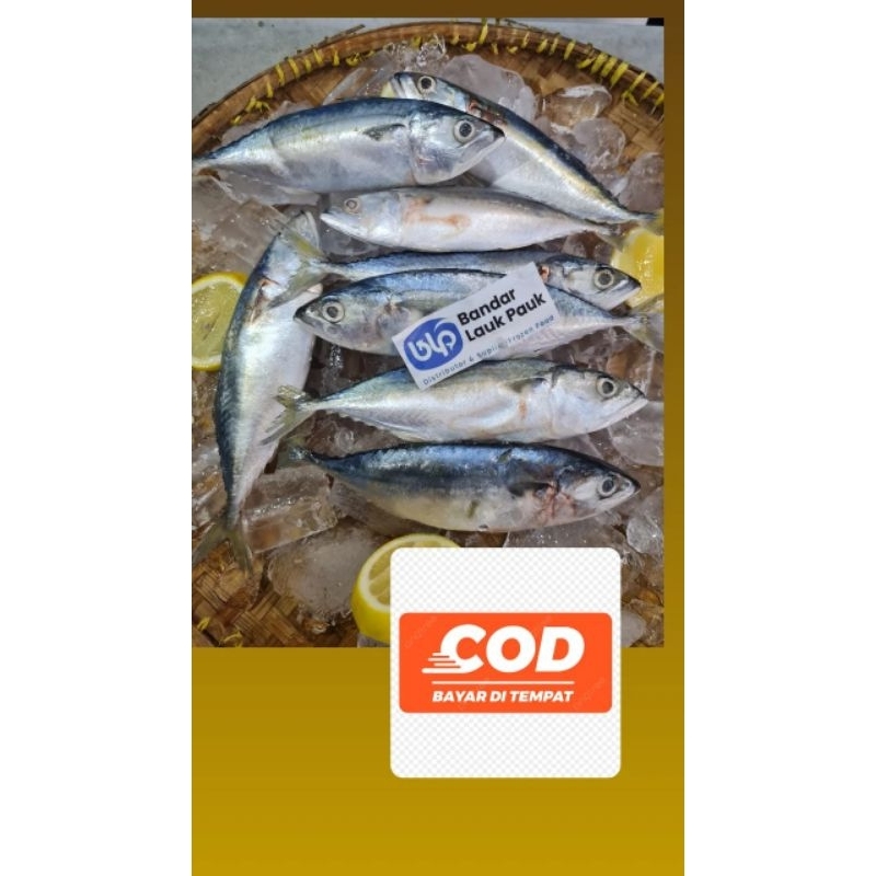 

ikan kembung banjar fresh /500gr